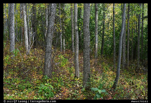 Woods in early autumn. Wrangell-St Elias National Park (color)