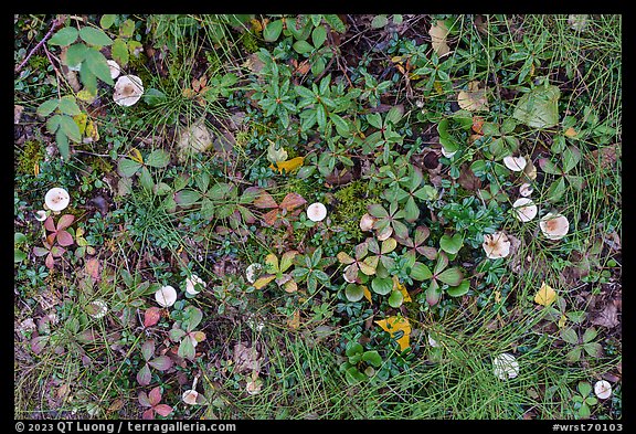 Close-up of leaves and mushrooms. Wrangell-St Elias National Park, Alaska, USA.