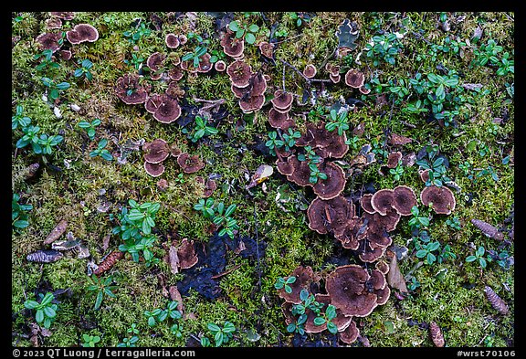 Close-up of moss, leaves, and mushrooms. Wrangell-St Elias National Park (color)
