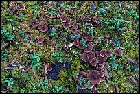Close-up of moss, leaves, and mushrooms. Wrangell-St Elias National Park ( color)