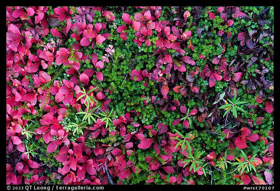 Close-up of red leaves and green plants. Wrangell-St Elias National Park, Alaska, USA.