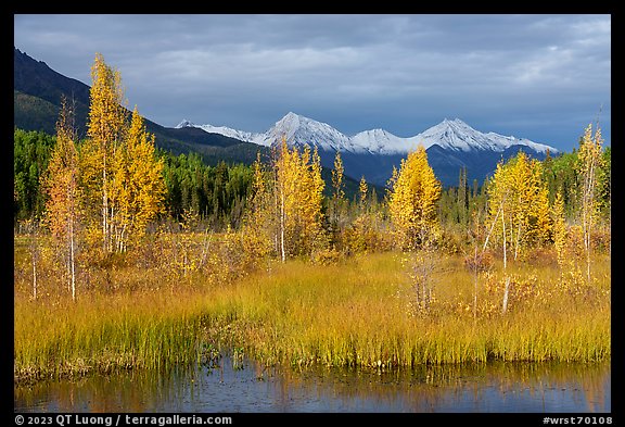 Aspen in autumn colors and snowy Wrangell mountains. Wrangell-St Elias National Park, Alaska, USA.