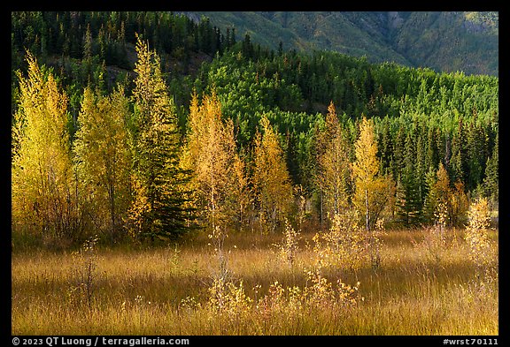 Meadow, aspens, and hillside. Wrangell-St Elias National Park, Alaska, USA.