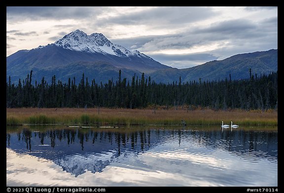 Swans and snowy peak reflected in lake. Wrangell-St Elias National Park, Alaska, USA.