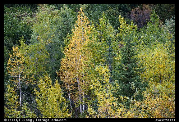 Forest in autumn. Wrangell-St Elias National Park, Alaska, USA.