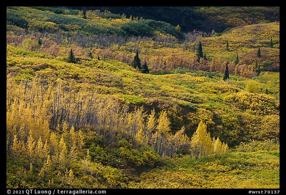 Trees and tundra with fall colors. Wrangell-St Elias National Park (color)