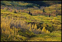 Trees and tundra with fall colors. Wrangell-St Elias National Park ( color)