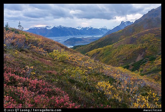 Berry plants in autumn, with Donoho Basin in the background. Wrangell-St Elias National Park, Alaska, USA.