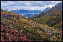 Berry plants in autumn, with Donoho Basin in the background. Wrangell-St Elias National Park ( color)