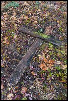 Fallen wooden cross, Kennecott cemetery. Wrangell-St Elias National Park ( color)