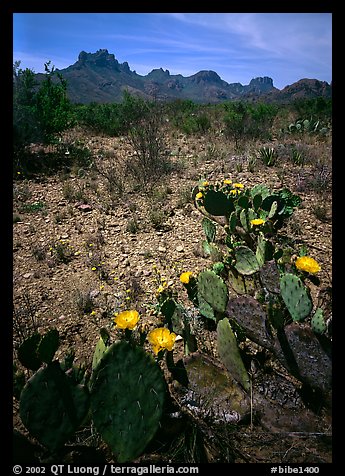 Prickly pear cactus with yellow blooms and Chisos Mountains. Big Bend National Park (color)