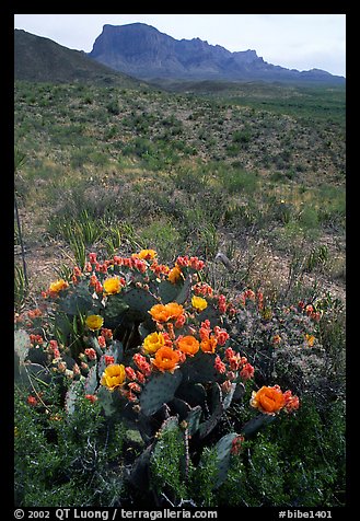 Cactus with multi-colored blooms and Chisos Mountains. Big Bend National Park, Texas, USA.