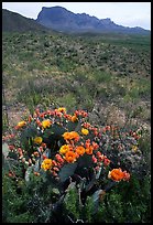 Cactus with multi-colored blooms and Chisos Mountains. Big Bend National Park, Texas, USA. (color)
