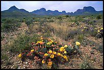 Colorful prickly pear cactus in bloom and Chisos Mountains. Big Bend National Park, Texas, USA.