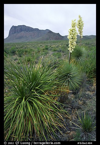 Yucas in bloom. Big Bend National Park, Texas, USA.