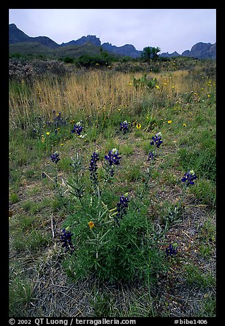 Desert flowers and Chisos Mountains. Big Bend National Park (color)