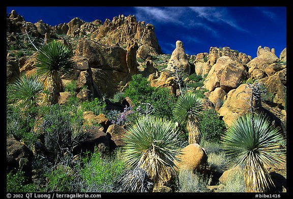 Yuccas and boulders in Grapevine mountains. Big Bend National Park