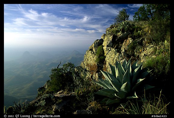 Agaves on South Rim, morning. Big Bend National Park