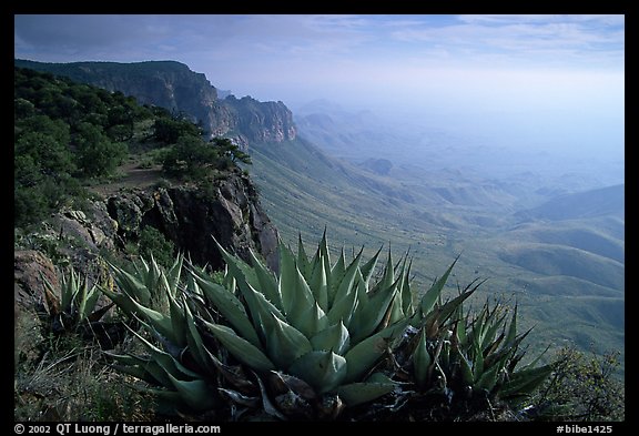 Agaves on South Rim, morning. Big Bend National Park