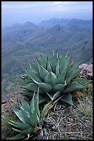 Agaves on South Rim above bare mountains. Big Bend National Park, Texas, USA. (color)