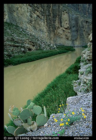 Flowers, cactus, and Rio Grande in Santa Elena Canyon. Big Bend National Park, Texas, USA.
