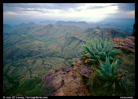 Agave plants overlooking desert mountains from South Rim. Big Bend National Park (color)