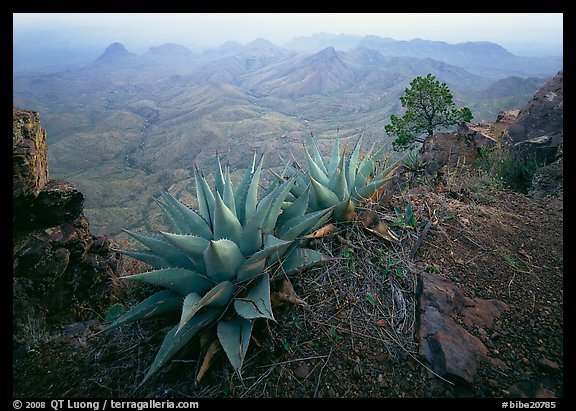 Agaves on South Rim overlooking desert mountains. Big Bend National Park, Texas, USA.