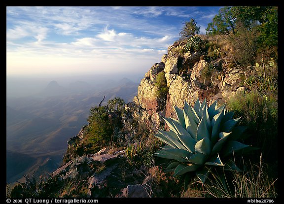 Agave and cliff, South Rim, morning. Big Bend National Park, Texas, USA.