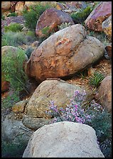 Boulders and wildflowers. Big Bend National Park ( color)