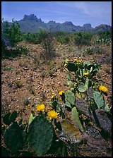 Cactus with yellow blooms and Chisos Mountains. Big Bend National Park, Texas, USA.
