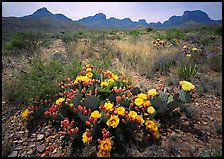 Colorful prickly pear cactus in bloom and Chisos Mountains. Big Bend National Park ( color)