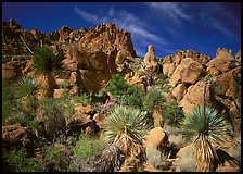 Yuccas and boulders in Grapevine mountains. Big Bend National Park, Texas, USA. (color)