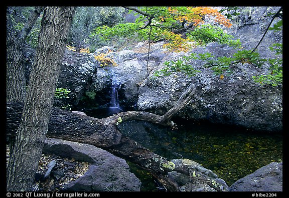 Springs in the Chisos Mountains. Big Bend National Park (color)