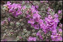 Siverleaf flowers close-up. Big Bend National Park ( color)