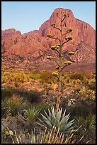 Agave with inflorescence, and peak at sunrise. Big Bend National Park ( color)