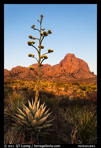 Flowering Tall stem of agave and Chisos Mountains. Big Bend National Park, Texas, USA.