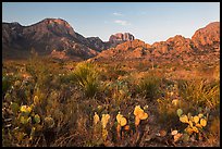 Cacti and Chisos Mountains at sunrise. Big Bend National Park ( color)