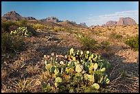 Cactus and Chisos Mountains. Big Bend National Park, Texas, USA. (color)