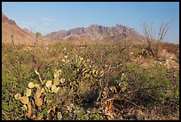 Desert vegetation and Chisos Mountains. Big Bend National Park, Texas, USA. (color)