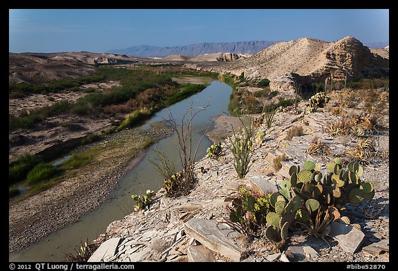 Cactus and Rio Grande River, morning. Big Bend National Park (color)