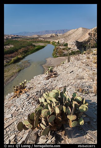 Cactus, Ocotillo, Rio Grande River, morning. Big Bend National Park (color)