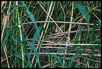 Bamboo close-up. Big Bend National Park, Texas, USA. (color)