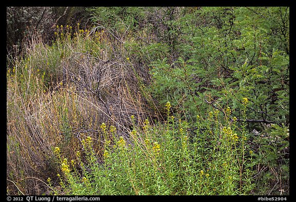 Riparian habitat close-up, Dugout Wells. Big Bend National Park, Texas, USA.