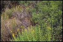 Riparian habitat close-up, Dugout Wells. Big Bend National Park ( color)