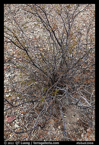 Creosote bush, most drought tolerant perennial in North America. Big Bend National Park (color)
