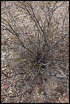 Creosote bush, most drought tolerant perennial in North America. Big Bend National Park ( color)