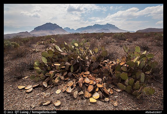 Desicatted cacti during desert drought. Big Bend National Park, Texas, USA.