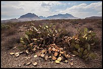 Desicatted cacti during desert drought. Big Bend National Park ( color)