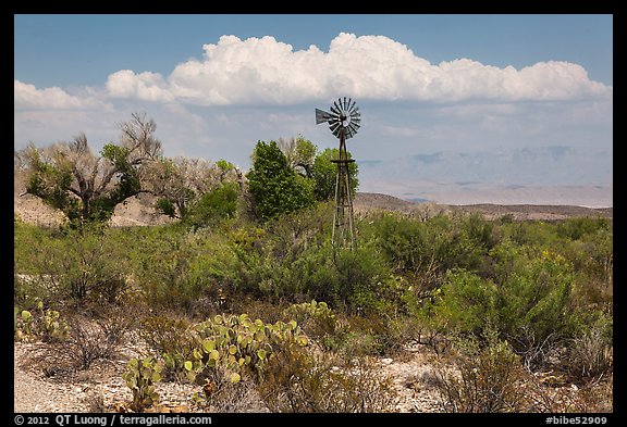 Windmill and oasis, Dugout Wells. Big Bend National Park, Texas, USA.