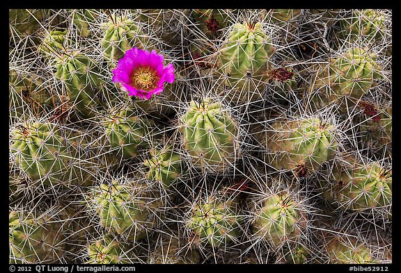 Single bloom on cactus. Big Bend National Park (color)